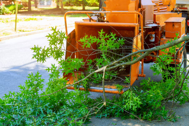 Best Residential Tree Removal  in Little Rock, AR